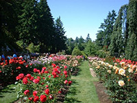 Types of Roses in rows