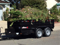 A load of tree branches in dump trailer